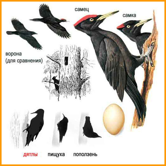 Желна или Чёрный дятел и его гнёзда / Black woodpecker and its nests