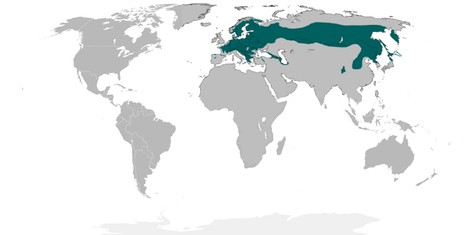 Ареал обитания Желны или Чёрного дятла / Habitat of the Black woodpecker