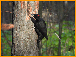 Black woodpecker (Dryocopus martius) / Желна или Чёрный дятел