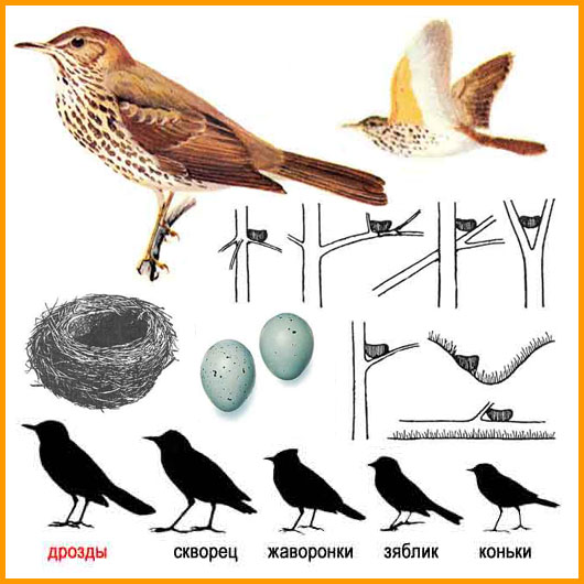 Певчий дрозд и его гнёзда / Song thrush and its nests