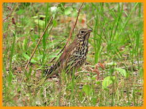 Song thrush (Turdus philomelos) / Певчий дрозд