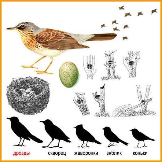 Дрозд-рябинник и его гнёзда / Fieldfare and its nests