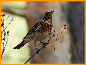 Fieldfare (Turdus pilaris) / Дрозд-рябинник