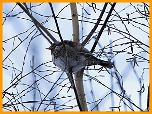 Fieldfare (Turdus pilaris) / Дрозд-рябинник