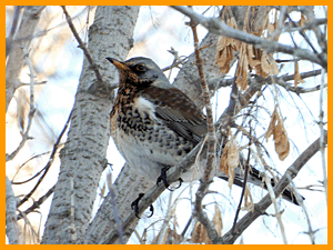 Fieldfare (Turdus pilaris) / Дрозд-рябинник