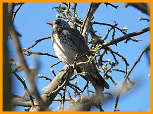 Fieldfare (Turdus pilaris) / Дрозд-рябинник