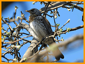 Fieldfare (Turdus pilaris) / Дрозд-рябинник