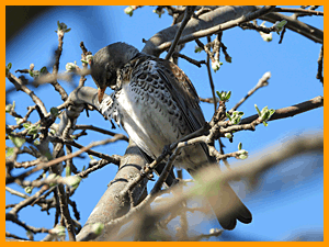 Fieldfare (Turdus pilaris) / Дрозд-рябинник