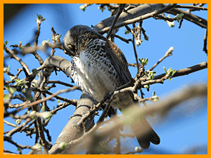Fieldfare (Turdus pilaris) / Дрозд-рябинник