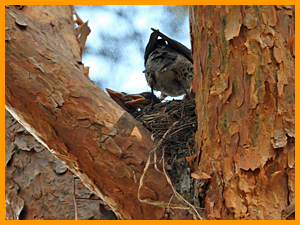 Fieldfare (Turdus pilaris) / Дрозд-рябинник