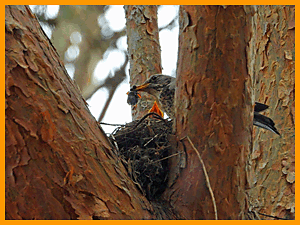Fieldfare (Turdus pilaris) / Дрозд-рябинник