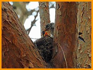 Fieldfare (Turdus pilaris) / Дрозд-рябинник