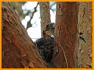 Fieldfare (Turdus pilaris) / Дрозд-рябинник