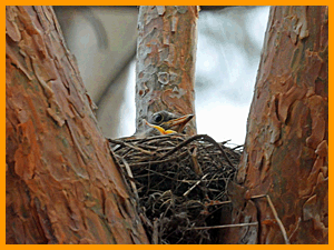 Fieldfare (Turdus pilaris) / Дрозд-рябинник
