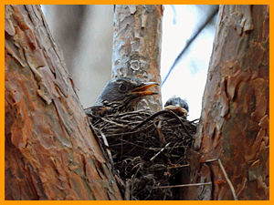 Fieldfare (Turdus pilaris) / Дрозд-рябинник