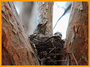 Fieldfare (Turdus pilaris) / Дрозд-рябинник