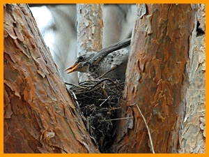 Fieldfare (Turdus pilaris) / Дрозд-рябинник