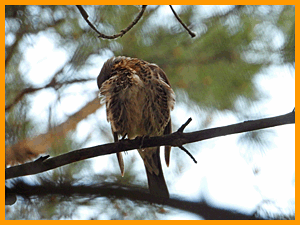 Fieldfare (Turdus pilaris) / Дрозд-рябинник