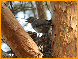 Fieldfare (Turdus pilaris) / Дрозд-рябинник