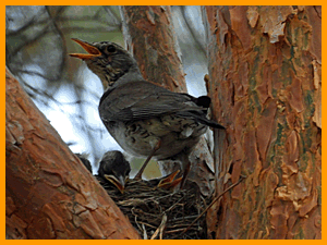 Fieldfare (Turdus pilaris) / Дрозд-рябинник