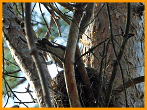 Fieldfare (Turdus pilaris) / Дрозд-рябинник