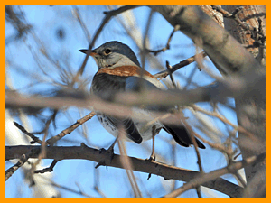 Fieldfare (Turdus pilaris) / Дрозд-рябинник