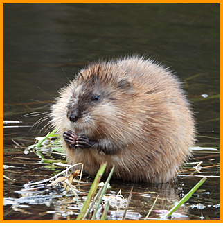 Ондатра или мускусная крыса, англ. Muskrat, лат. Ondatra zibethicus