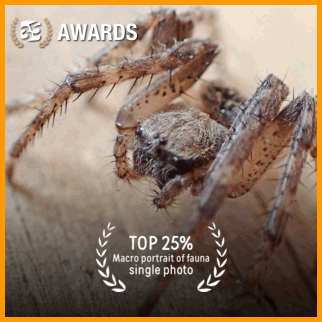 TOP 25% Macro portrait of fauna single photo