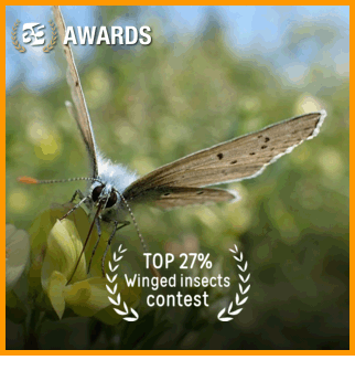 TOP 27% Winged insects contest